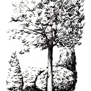 Arbres au parc