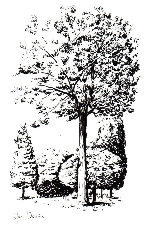 Arbres au parc