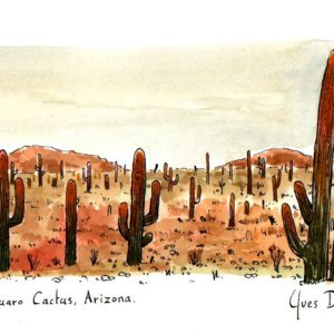 Etats-Unis, désert de cactus Saguaro en Arizona