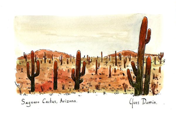 Etats-Unis, désert de cactus Saguaro en Arizona
